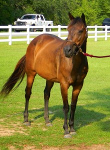 Thoroughbred Lesson Horse