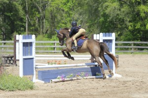 Welsh Pony, Cash, jumping in the puddle jumper class at Cavallo Farms.