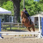 Thoroughbreds are well known for their excellent stamina and jumping ability.