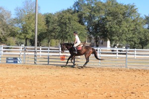 Jersey during a hunter lesson