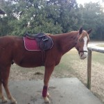 Bullseye is a versatile quarter horse who can ride english or western.