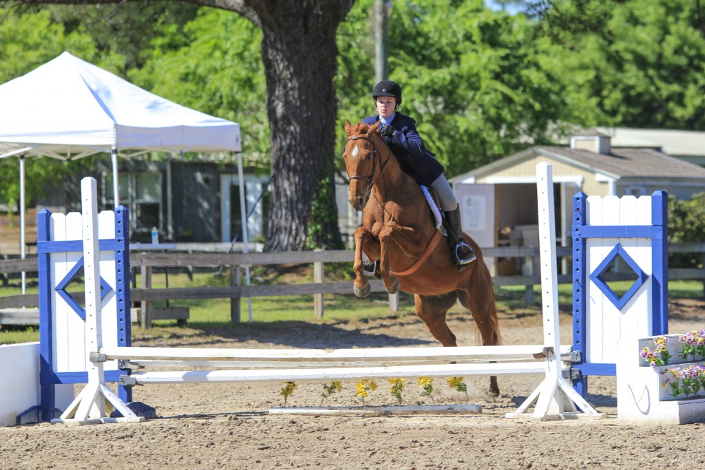 Thoroughbreds are well known for their excellent stamina and jumping ability.